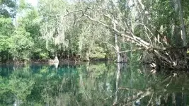Silver River 1.webp