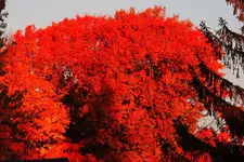 003.webp