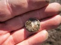 Four Dimes 012.webp