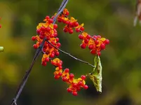 012.webp