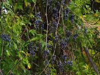 023.webp