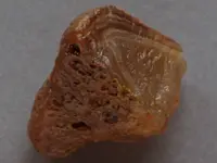 Agate-LittleBrown-2015-10-Img_8999SSS.webp