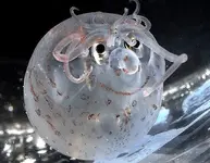 pig-octopus.webp