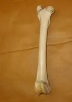 bone_C.webp