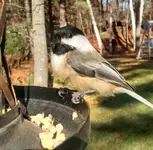 IMG_20151108_120002722_HDR.webp