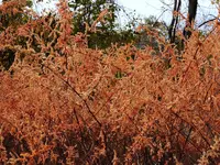 026.webp