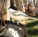 IMG_20151108_120013853.webp