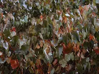 027.webp