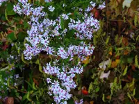 042.webp