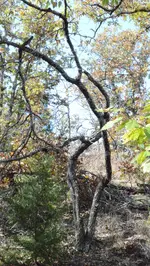 DSC_0074 (8).webp