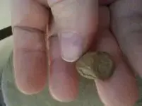 bullet2.webp