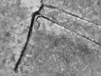1998 p penny 006.webp