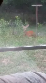 deer2.webp