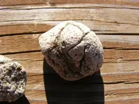 DSCF1010.webp
