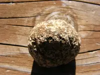 DSCF1017.webp