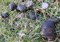 poop in yard.webp