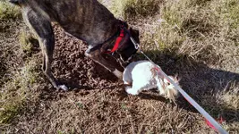 ollie bella prairie dog hole.webp