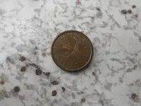 dollar coin 010.webp