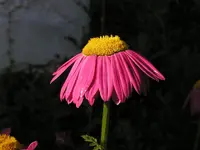 FLOWERS-1 036.webp