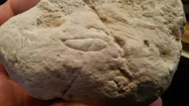 1445794038724.webp
