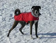 dog park 1.webp