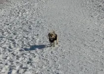 dog park 2.webp