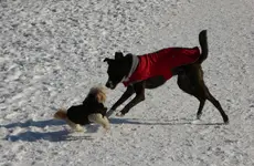 dog park 3.webp