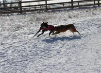 dog park 4.webp