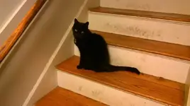 11-17cat.webp