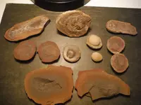 fossils use.webp