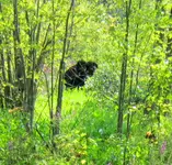 IMG_1469-Thing2.webp