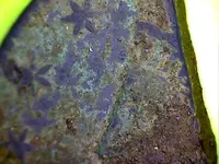 cut cent 15.webp