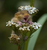 cool-animal-smiling-mouse.jpg