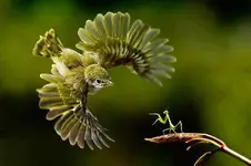 birds-wee-birds-Australia.webp