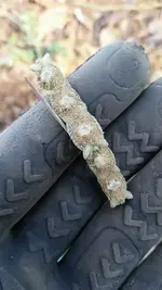 dug broach.webp dug broach.webp