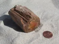 petrified-wood-branches-3.webp