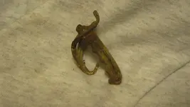 Hugh Hefners Long Lost Honker Ring Oct. 25 2015 005.webp Hugh Hefners Long Lost Honker Ring Oct. 25 2015 005.webp