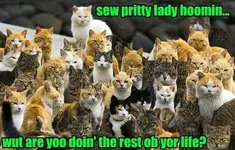 catcomeon.webp