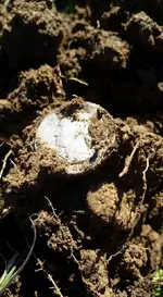 Quarter on Ground.webp