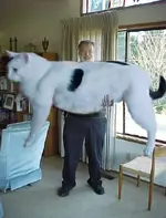 GiantCat2E.webp