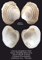 bivalvevenuschipola.webp