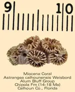 coralastrangeachipola.webp