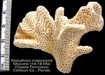 coralstylophorachipola.jpg