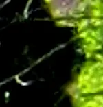 IMG_1469-Thingcrop2.webp