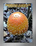 MUSHROOM AMANITA SF17YO.webp