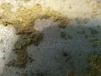 1445878793205.webp