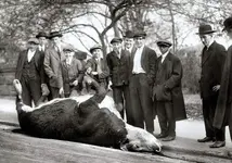 bull.webp