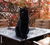 riz on patio.webp