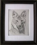 A A coyote.webp