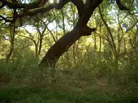 ttree w.spade.webp